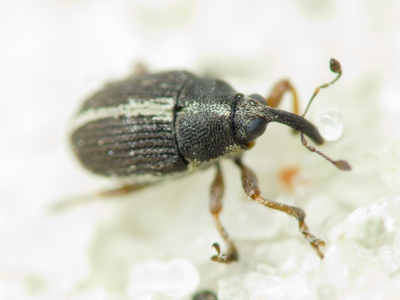 Oprohinus suturalis (Fabricius, 1775)